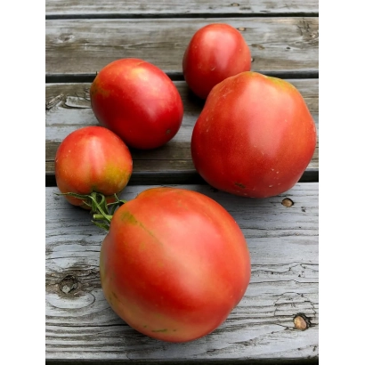 Свежие красные томаты на деревянной поверхности - СОРЕНТИНО