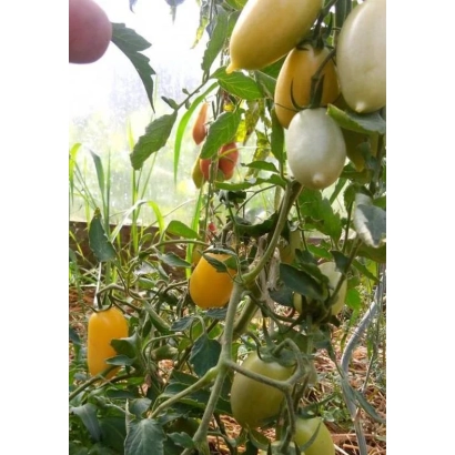 Томаты разных цветов на кусте в теплице - СОСУЛЬКА КРЕМОВАЯ