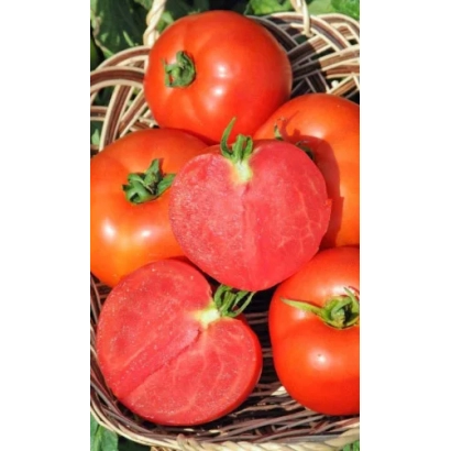 Красные томаты сорта Союз 8 F1 в плетеной корзине