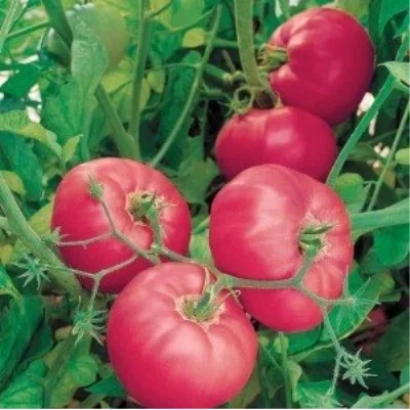Червоні помідори на кущі - РАДЯНСЬКИЙ
