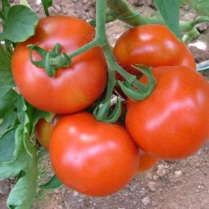 Ближній план червоних томатів на гілці - Спартак