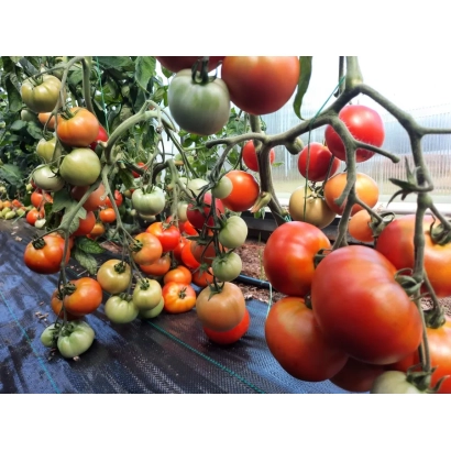 Томаты на кусте, включая красные и зеленые плоды, на черной мульче - СПИРИДОН