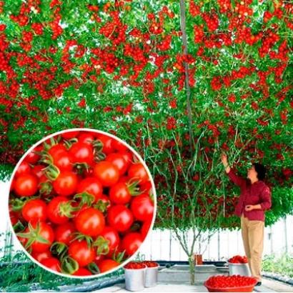 Крупний план червоних томатів сорту СПРУТ ЧЕРІ на фоні густої лози