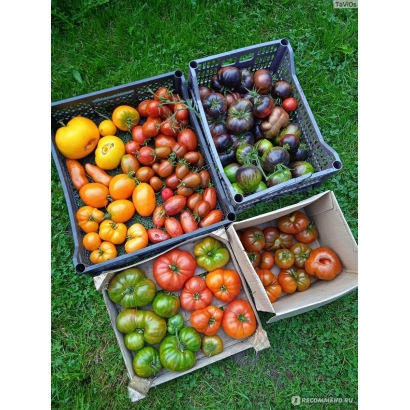 Корзины с разноцветными томатами на зелёной траве - Стабот