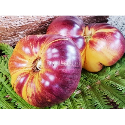 Томаты сорта СТАРОУЗ на фоне зелени