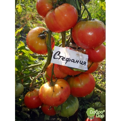 Томаты сорта Стефания на ветке