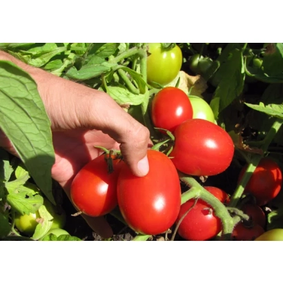 Красные томаты сорта STELLA RED F1 на ветке с зелёными листьями - СТЕЛЛА РЕД F1
