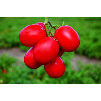 Красные помидоры на ветке на фоне зелёного поля - СТЕЛЛАРЕД