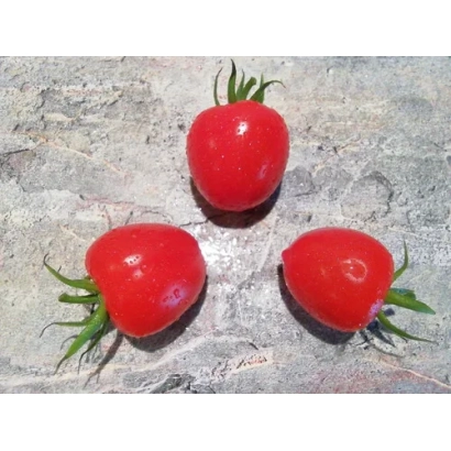 Три красных томата сорта Страбена на сером фоне