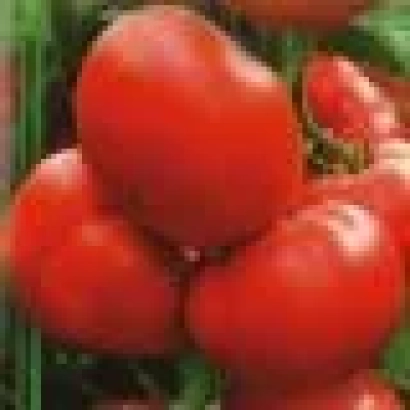 Спелые красные томаты на ветке - Стрега F1