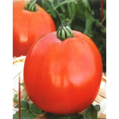 Крупный красный помидор на фоне зелени - Сумочка