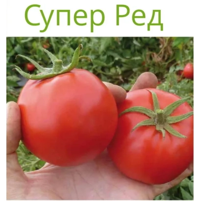 Две красные помидоры сорта Супер Ред в руке на фоне зелени