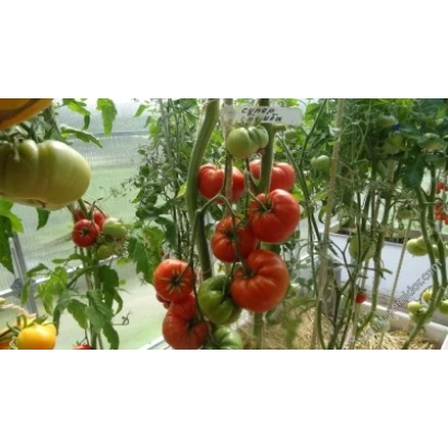 Томаты на кустах в теплице - СУПЕРБОМБА