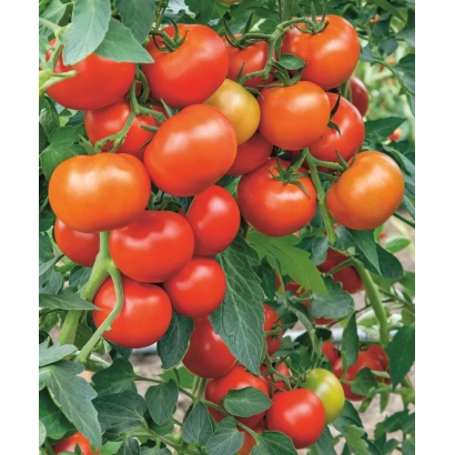 Спелые красные томаты на ветке - СУПЕРПРИЗ