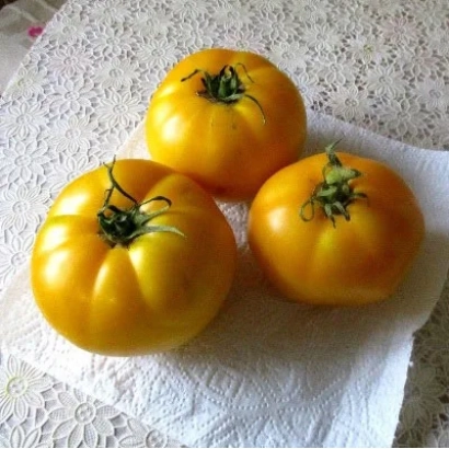 Three yellow tomatoes of the YELLOW SURPRISE variety on a white napkin