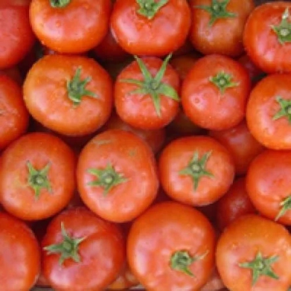 Свежие красные томаты на фоне - ШУРУК