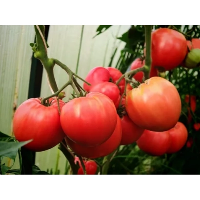 Спелые красные томаты на ветке - Шурыгинский