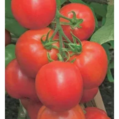 Ближній план червоних томатів на гілці - Шустрик F1