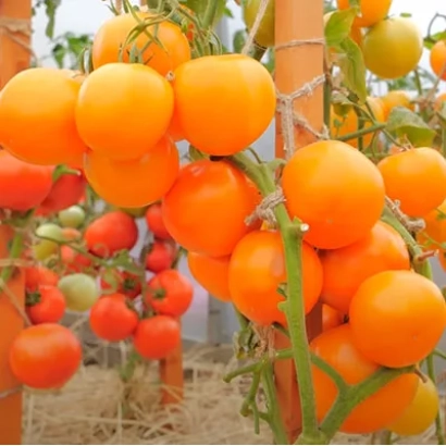 Спелые оранжевые томаты на лозе в теплице - Сувенир