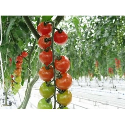 Томаты на кусте в теплице - СУЗУКА