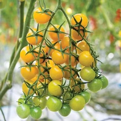 Clusters of yellow and green tomatoes on vines - SV 0948 TS
