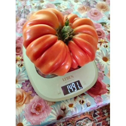 Крупный красный помидор на весах, показывающих 491 г - СВ 1491 ТМ
