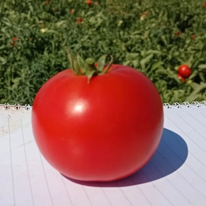Large red tomato of variety SV 5215 TD on white surface with tomato field background