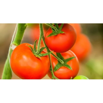 Свежие красные томаты СВ3725ТЧ на ветке