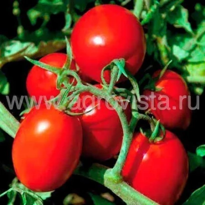 Красные томаты на ветке - СВ8840ТМ