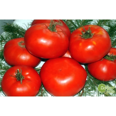 Красные томаты сорта Светлана на фоне еловых веток