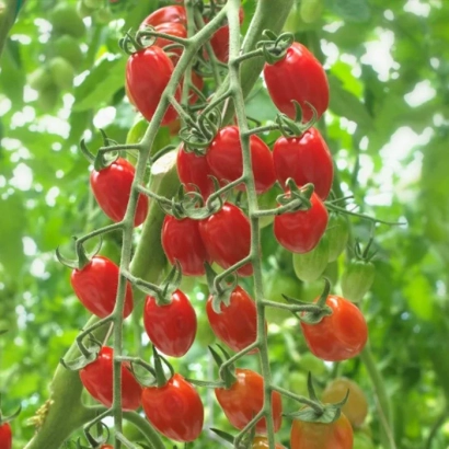 Красные томаты на ветке - СВИТЕЛ