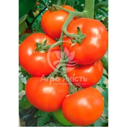 Красные томаты на ветке с логотипом Агро-Кість - Сильвиана