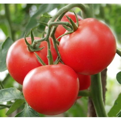 Красные томаты на ветке - Сита F1