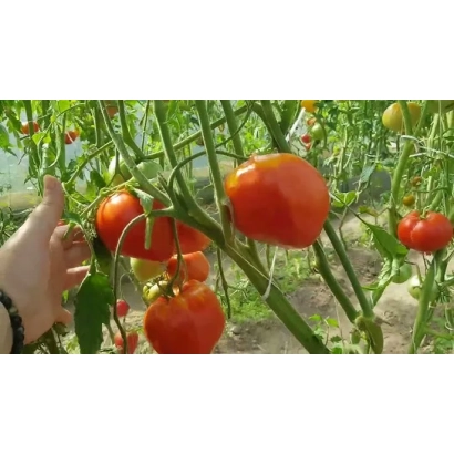 Крупный план спелых красных помидоров на кусте в теплице - Т 026 8