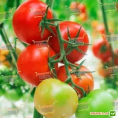 Ripe and green tomatoes on a vine - T 47110 F1