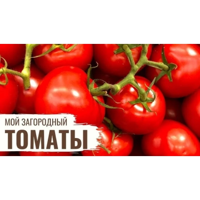 Крупный план красных томатов на ветвях с надписью «МОЙ ЗАГОРОДНЫЙ ТОМАТЫ» - Т 812332