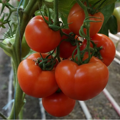 Ripe red tomatoes variety T 97082 F1 on vine