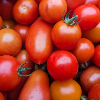 Крупный план свежих красных и оранжевых томатов сорта 272/09