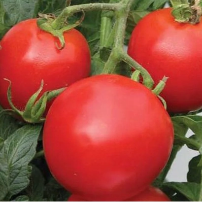 Красные помидоры на ветке - 330/09