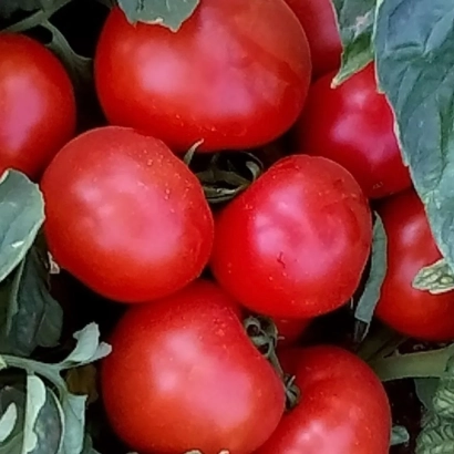 красные томаты на ветке - 331/09