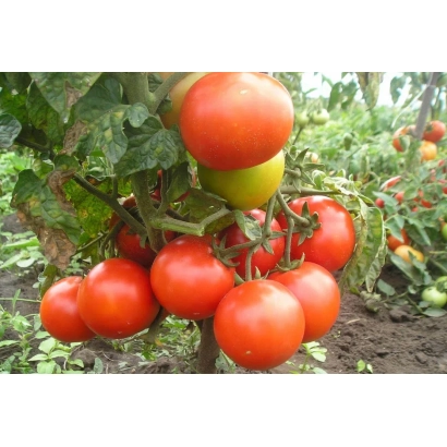 Красные и зеленые томаты на кусте в поле - 397/10