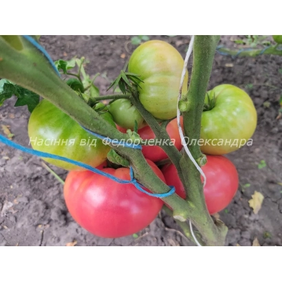 Томат 605 на растении с красными и зелеными плодами