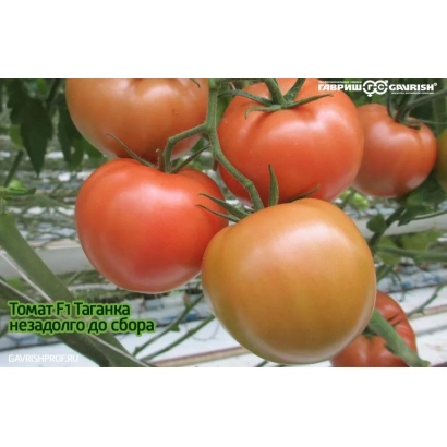 Помідор Таганка на гілці