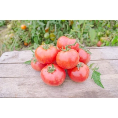 Красные томаты на деревянной поверхности - ТАИС