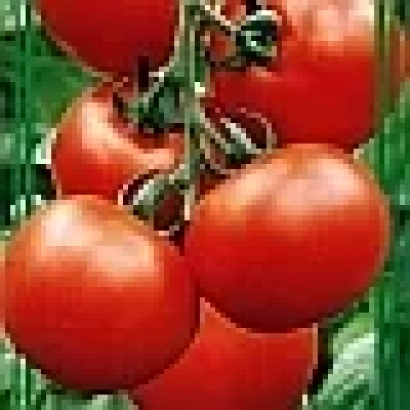 Ripe red tomatoes of the Typhoon F1 variety on vines