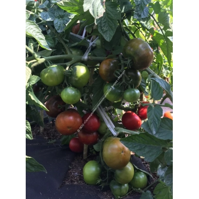 Томаты на кусте, включая красные и зеленые плоды - ТАЙНЫЙ ИГРОК