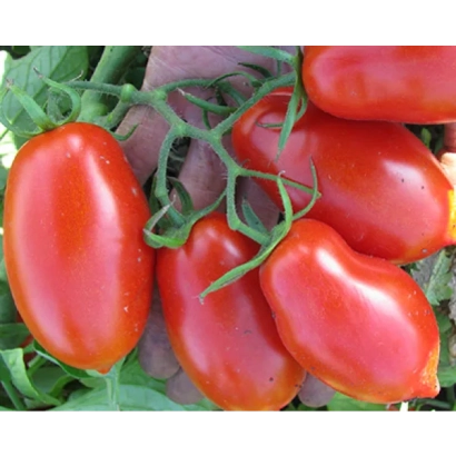 Красные помидоры сорта Талент на ветке