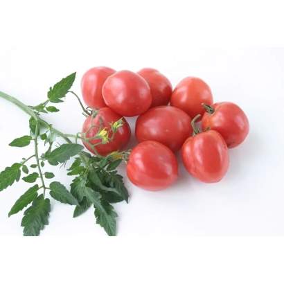 Свіжі червоні помідори на гілці - Талісман