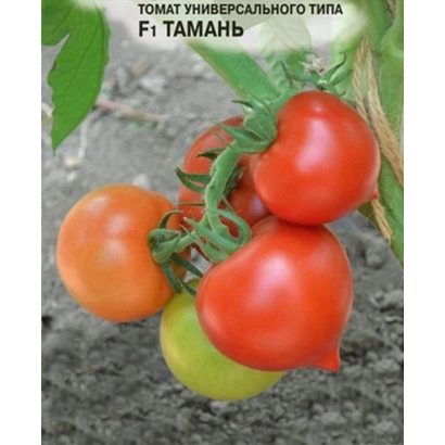Томат универсального типа F1 ТАМАНЬ на ветке с листьями