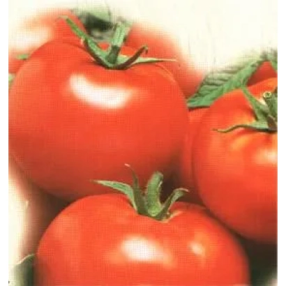 Крупные красные томаты на белом фоне - Тамерлан